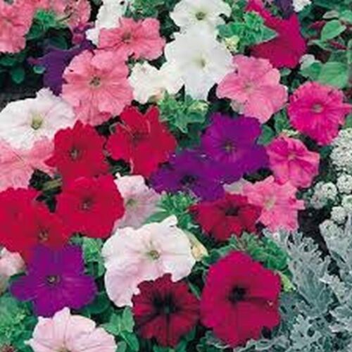 100 Petunia Hybrid Mix Seeds