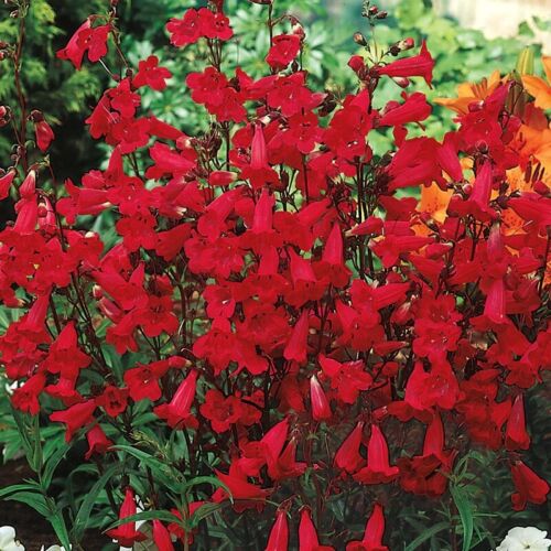 200 Red Firecracker Penstemon Seeds