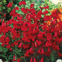 250 Red Firecracker Penstemon Seeds
