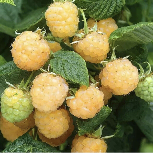 100 Yellow Raspberry Berries Fruit Seeds