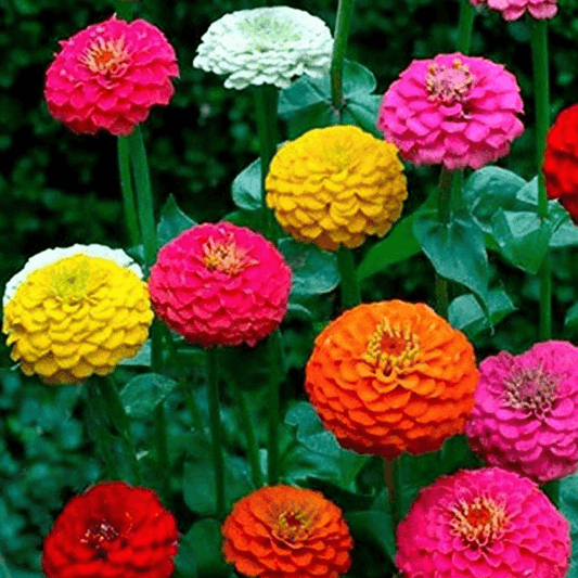 100 Zinnia California Giant Mix Seeds