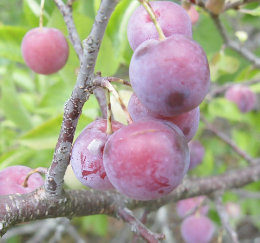 5 Beach Plum (Prunus Maritima) Seeds