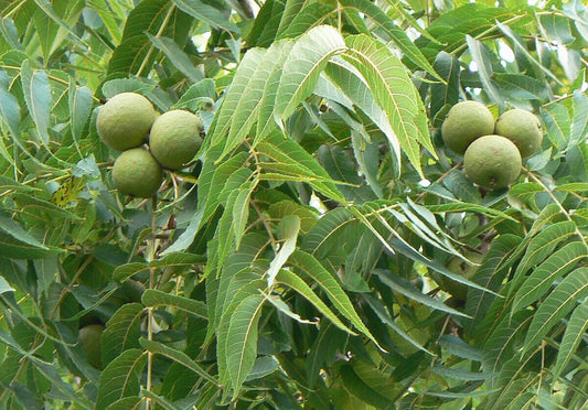 10 Black Walnut Seeds