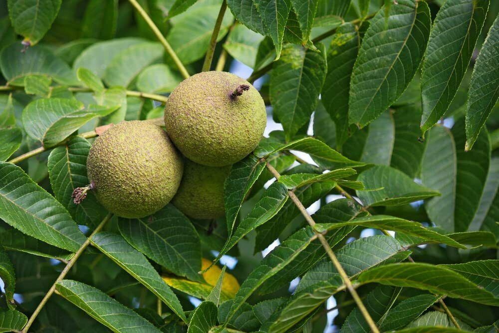 10 Black Walnut Seeds