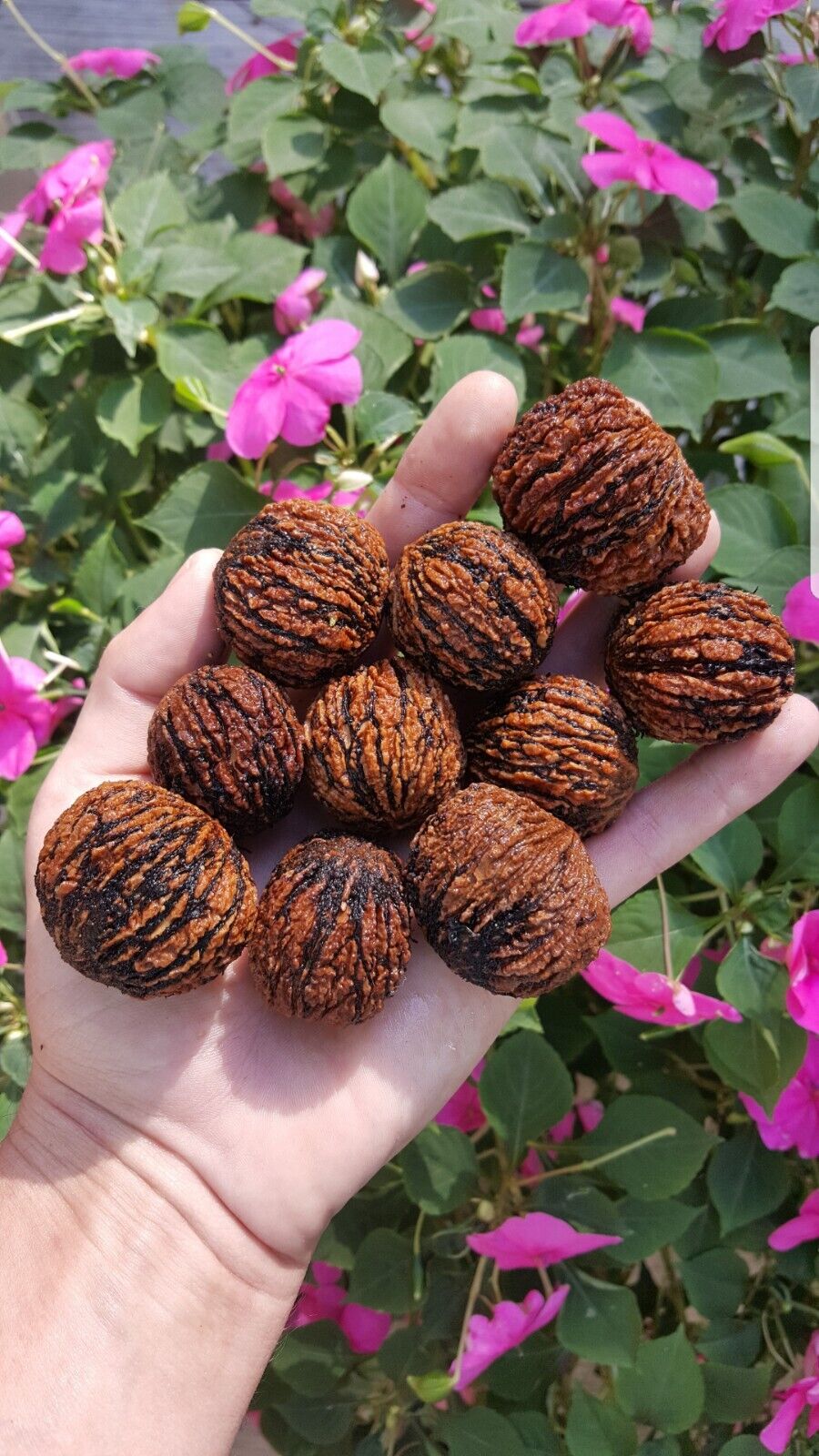Black Walnut Seeds - Seed World