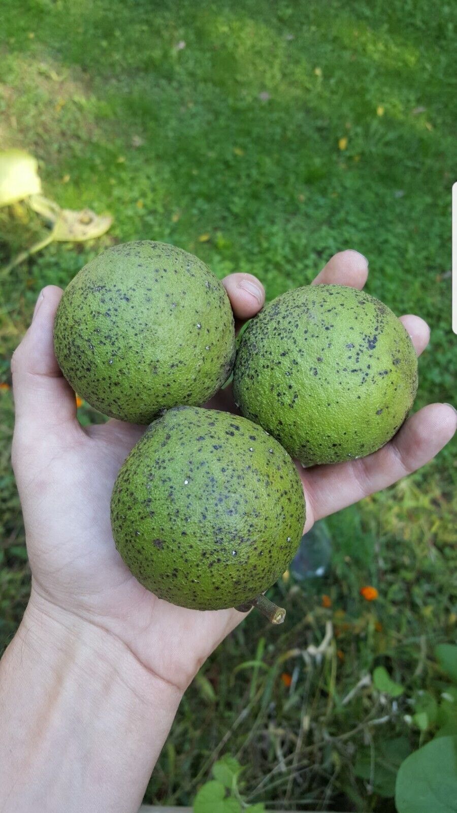 10 Black Walnut Seeds