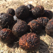 Black Walnut Seeds - Juglans Nigra - Seed World