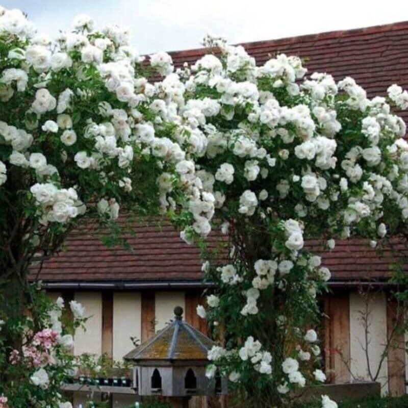 10 Climbing Rose Seeds