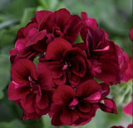 10 Dark Burgundy Geranium Seeds