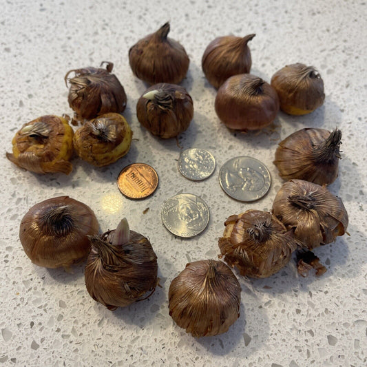 Gladiolus Bulbs - Seed World