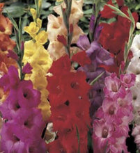Gladiolus Bulbs - Mix - Seed World