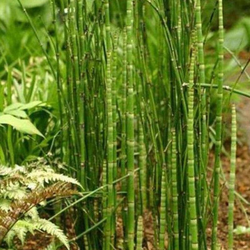 10 Horsetail Equisetum Hyemale - Live Plants