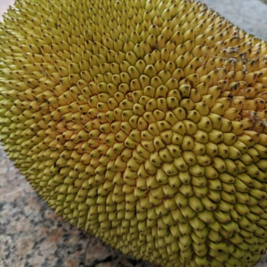 15 Organic Jackfruit Seeds