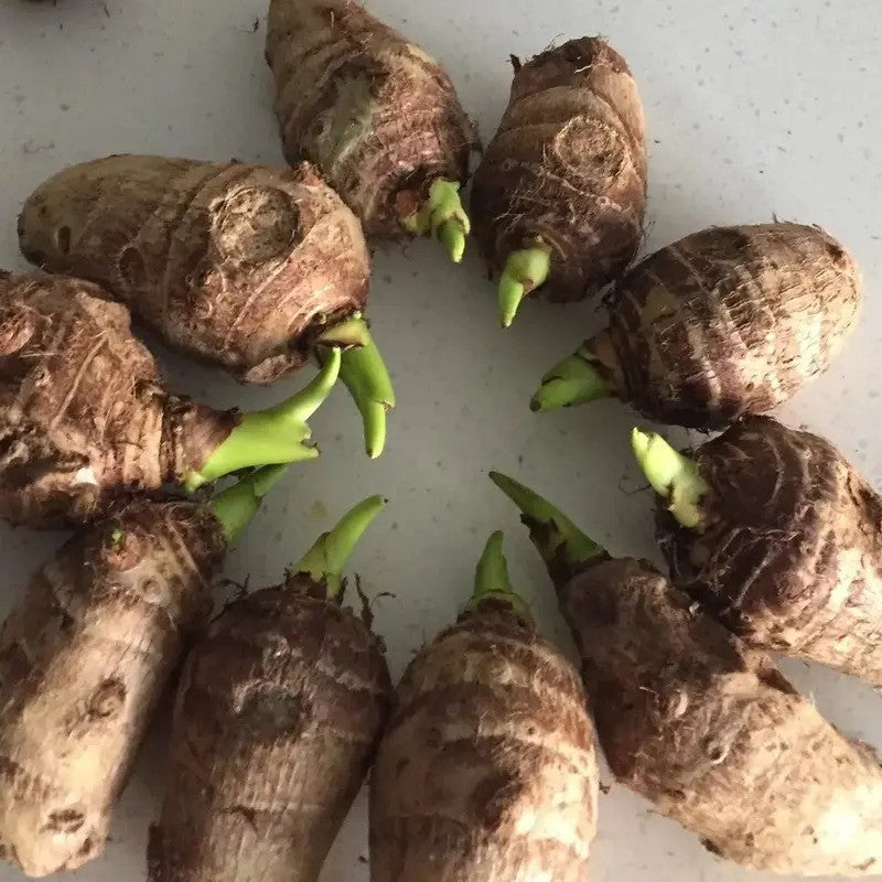 10 Live Colocasia Esculenta Elephant Ear Bulbs – Taro - Ready to Grow