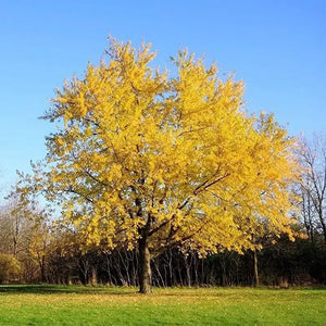 20 Silver Maple Seeds