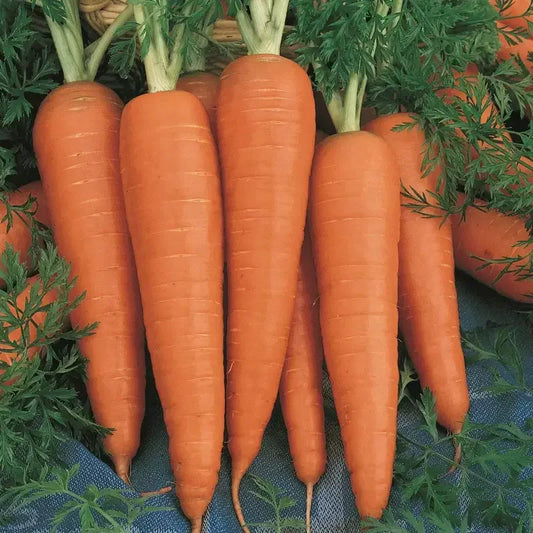 1100 Danvers Carrot Seeds - Seed World