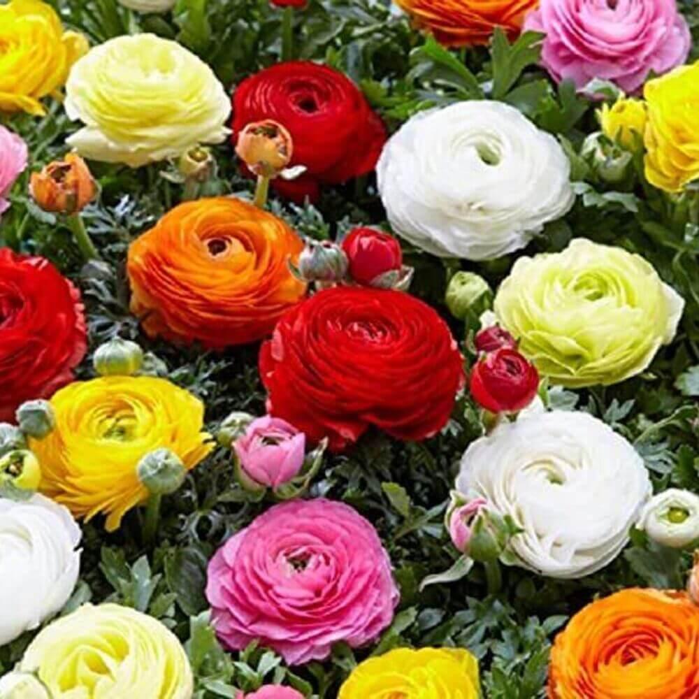 12 Peony Ranunculus Bulbs for Planting - Seed World