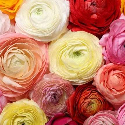 12 Peony Ranunculus Bulbs for Planting - Seed World
