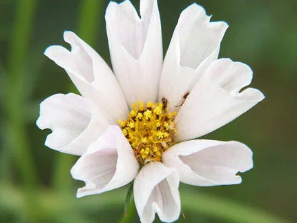 120 Cosmos Sea Shells Mix Seeds - Seed World