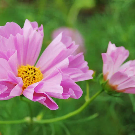 120 Cosmos Sea Shells Mix Seeds - Seed World