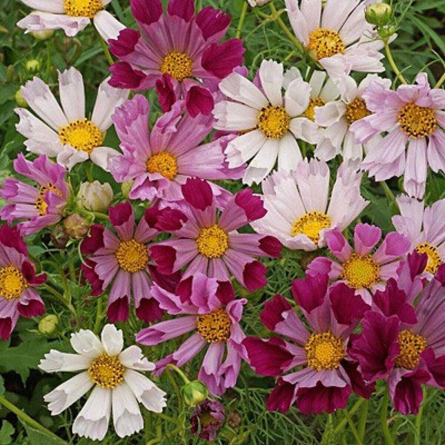 120 Cosmos Sea Shells Mix Seeds - Seed World