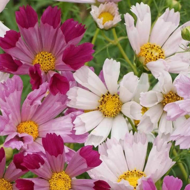 120 Cosmos Sea Shells Mix Seeds - Seed World