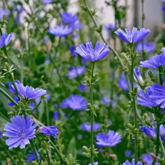 1200 Chicory - Italian Dandelion Seeds - NON-GMO - Seed World