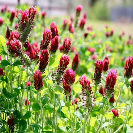1200 Crimson Red Clover Seeds - Seed World