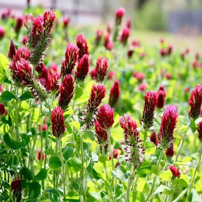1200 Crimson Red Clover Seeds - Seed World