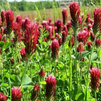 1200 Crimson Red Clover Seeds - Seed World