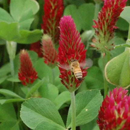 1200 Crimson Red Clover Seeds - Seed World