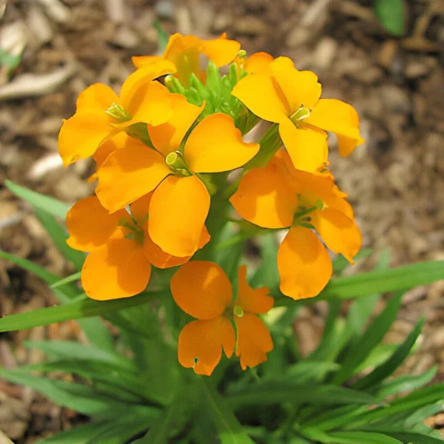 Cluster of bright orange flowers with green stems and leaves on a blurred natural background
