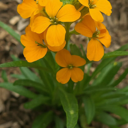 Orange flowers with green leaves on a blurred natural background