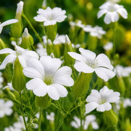 1200 White Beauty Soapwort Seeds
