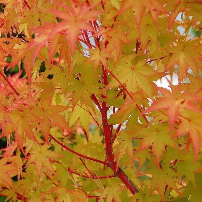 15 Acer palmatum 'Sango Kaku' - Japanese Maple Seeds - Seed World