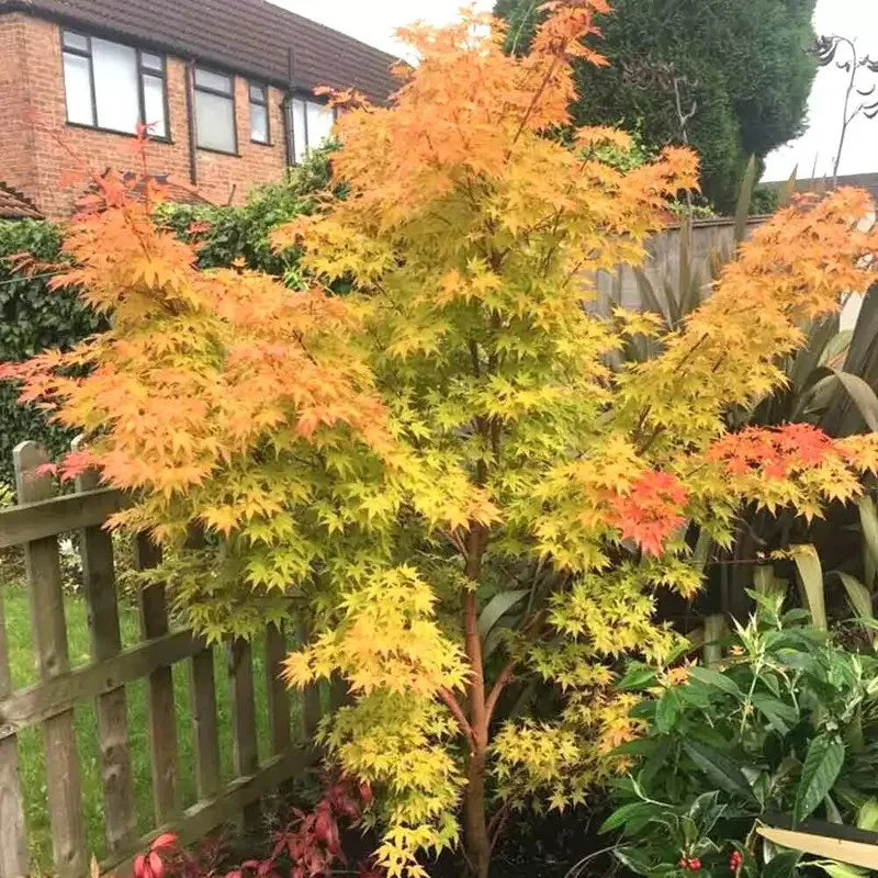 15 Acer palmatum 'Sango Kaku' - Japanese Maple Seeds - Seed World