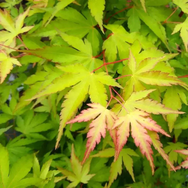 Sango Kaku Japanese Maple Seeds – Acer Palmatum Coral Bark Tree with Bright Green Foliage and Pink-Tinged Leaves for Ornamental Gardens. Seed World