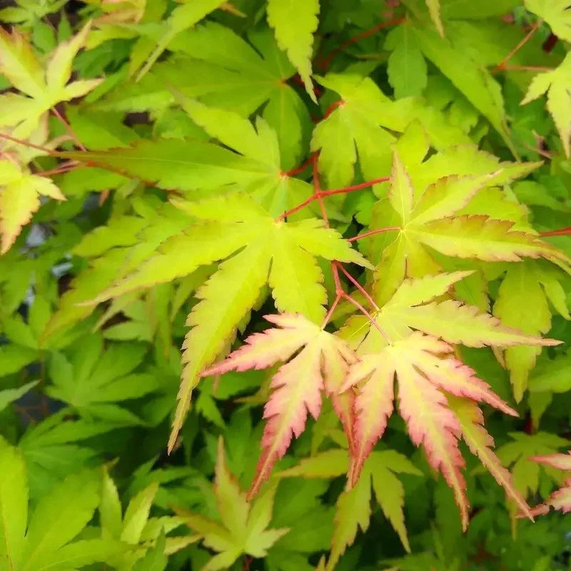 15 Acer palmatum 'Sango Kaku' - Japanese Maple Seeds - Seed World