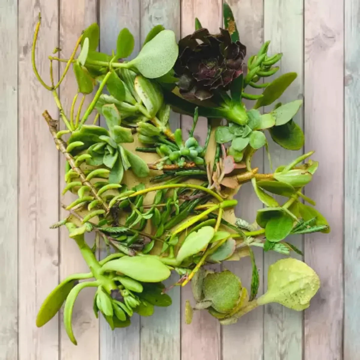 15 Assorted Succulent Cuttings – Live Japanese Cactus Varieties - Seed World