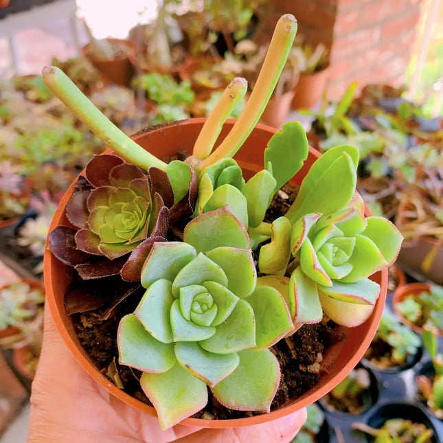 Assorted Live Succulent Cuttings – 15 Pieces, featuring green and burgundy rosette-shaped succulents with fleshy leaves and pink edges, ideal for indoor planters, succulent arrangements, terrariums, and rock gardens. Seed World