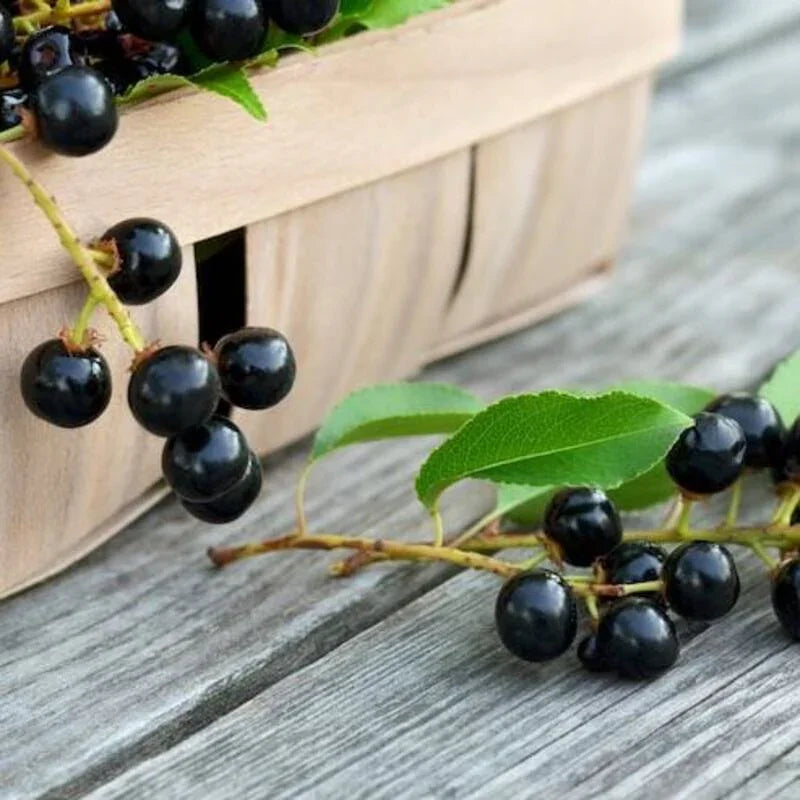 15 Black Cherry Tree Seeds - Prunus Serotina - Seed World