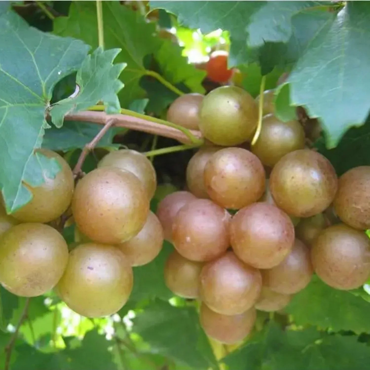 15 Bronze Muscadine Grape Seeds - Seed World