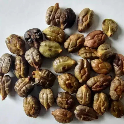 15 Bronze Muscadine Grape Seeds - Seed World