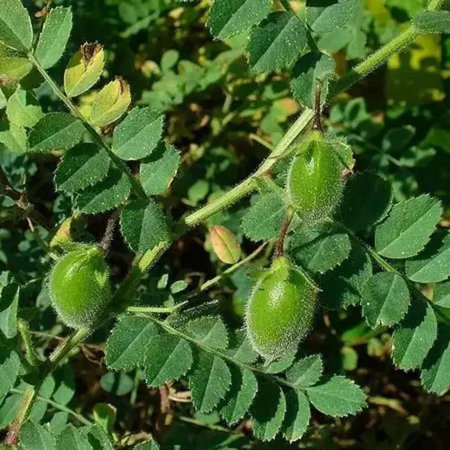 15 Chickpea Seeds - Seed World