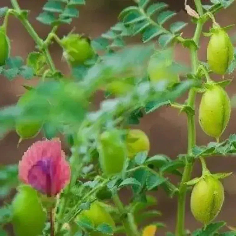 chickpea plant seeds 15 Chickpea Seeds – Seed World