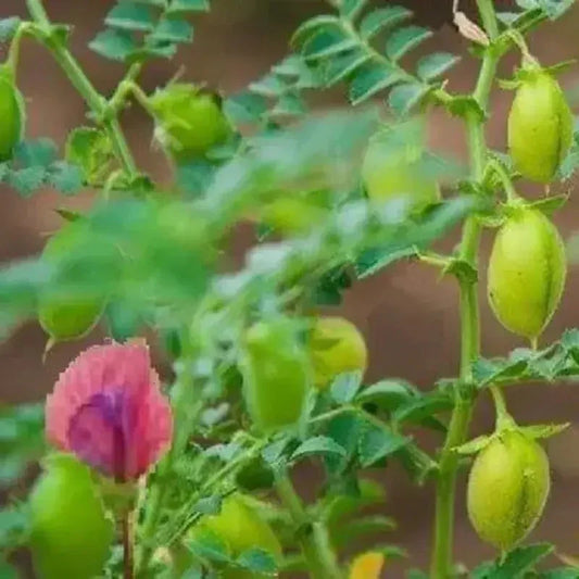 15 Chickpea Seeds - Seed World