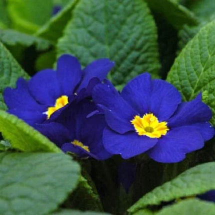 15 Cobalt Blue Primrose Seeds - Seed World
