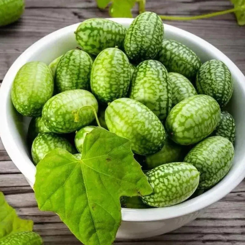 15 Cucamelon Seeds - Seed World