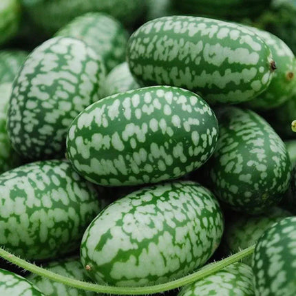 15 Cucamelon Seeds - Seed World