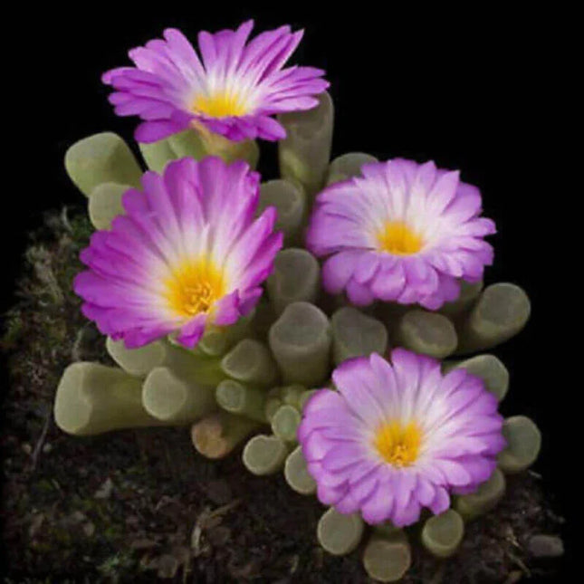 15 Fairy Elephant Feet - Frithia Pulchra Seeds - Seed World